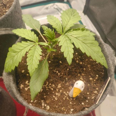 Sensi Amnesia growlog timeline photo