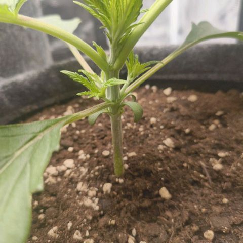 Sensi Amnesia growlog timeline photo