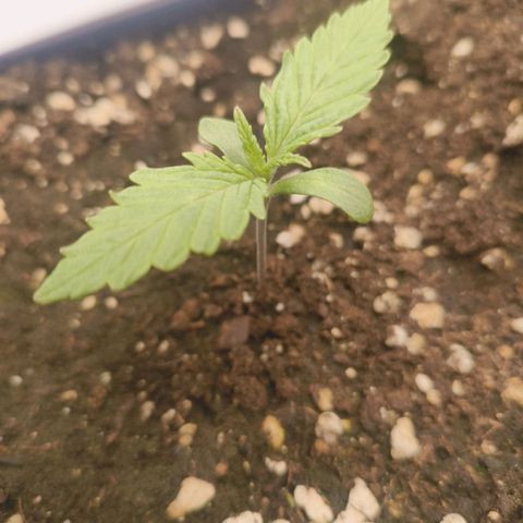 Unbekannter Strain growlog timeline photo