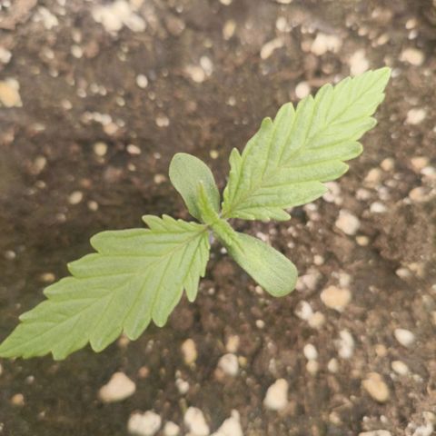 Unbekannter Strain growlog timeline photo