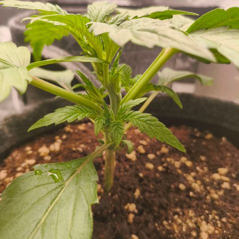 Sensi Amnesia growlog timeline photo