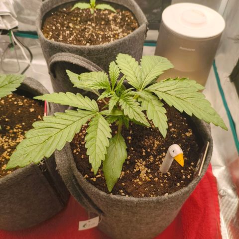 Sensi Amnesia growlog timeline photo
