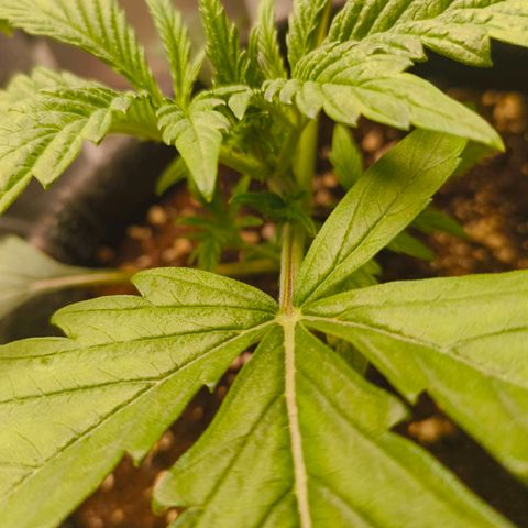 Sensi Amnesia growlog timeline photo