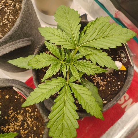 Sensi Amnesia growlog timeline photo