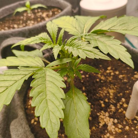 Sensi Amnesia growlog timeline photo