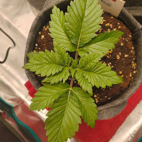 Purple Haze growlog timeline photo