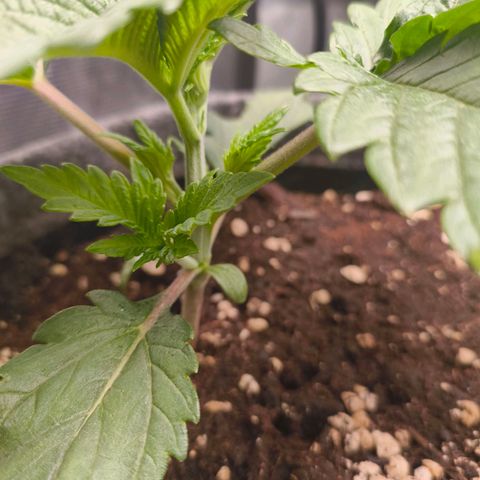 Purple Haze growlog timeline photo