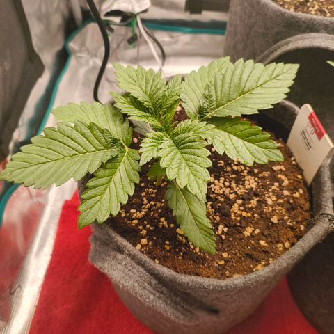 Purple Haze growlog timeline photo