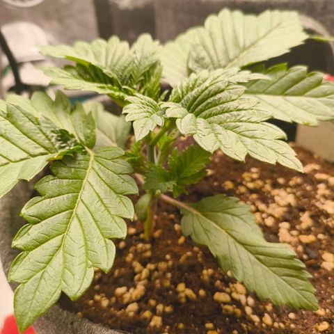 Purple Haze growlog timeline photo