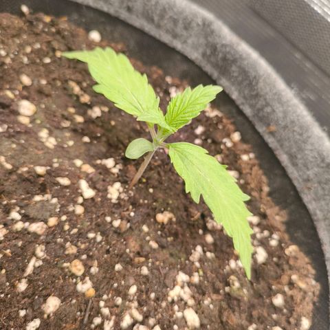 Unbekannter Strain growlog timeline photo