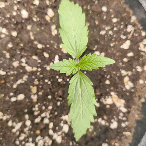 Unbekannter Strain growlog timeline photo