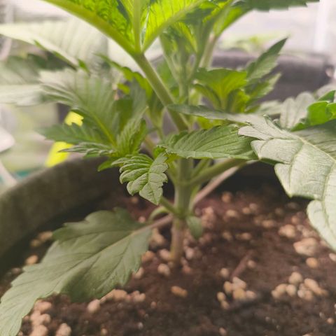 Purple Haze growlog timeline photo