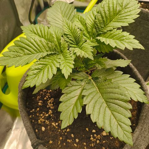 Purple Haze growlog timeline photo