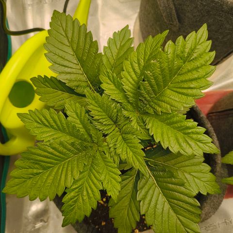 Purple Haze growlog timeline photo