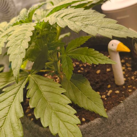 Sensi Amnesia growlog timeline photo