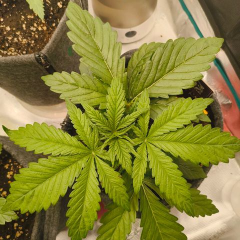 Sensi Amnesia growlog timeline photo