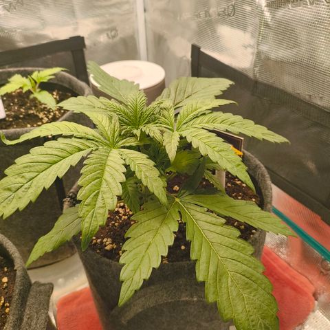 Sensi Amnesia growlog timeline photo