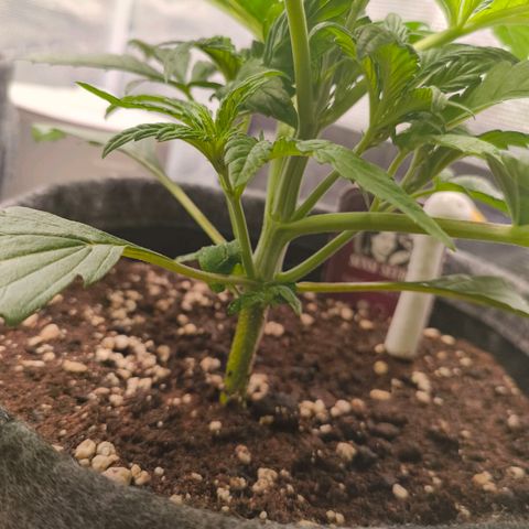 Sensi Amnesia growlog timeline photo