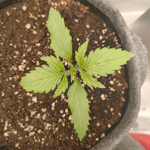 Unbekannter Strain growlog timeline photo