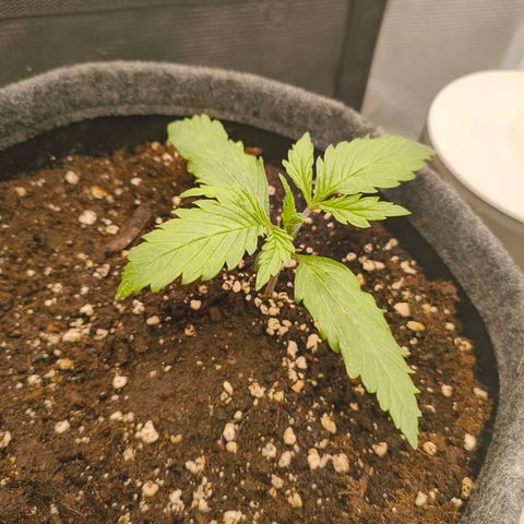 Unbekannter Strain growlog timeline photo