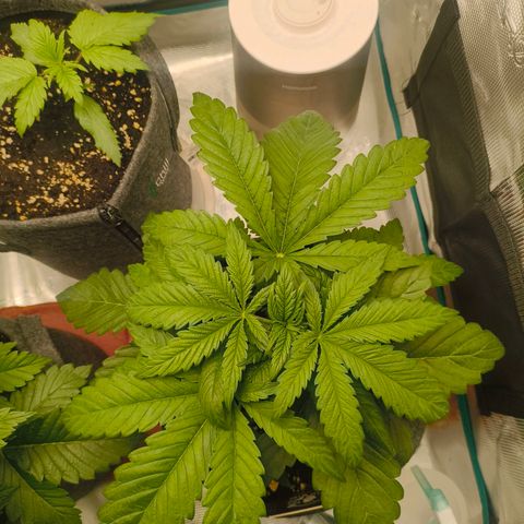 Sensi Amnesia growlog timeline photo