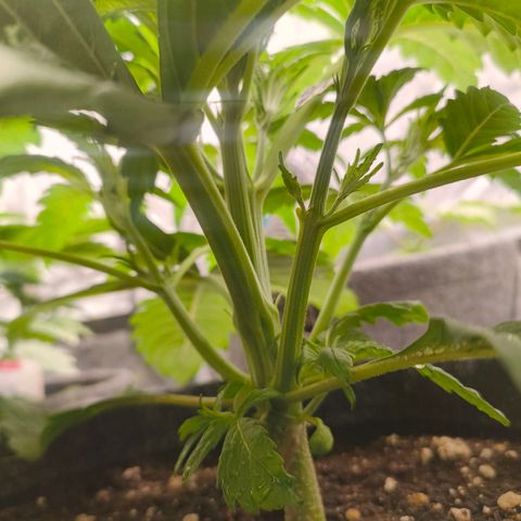 Sensi Amnesia growlog timeline photo