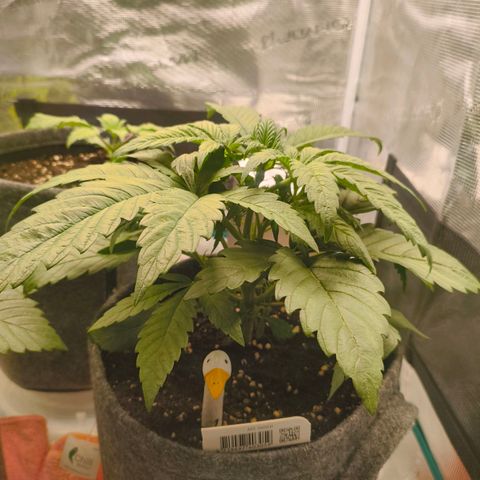Sensi Amnesia growlog timeline photo