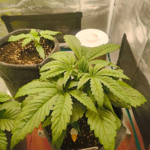 Sensi Amnesia growlog timeline photo