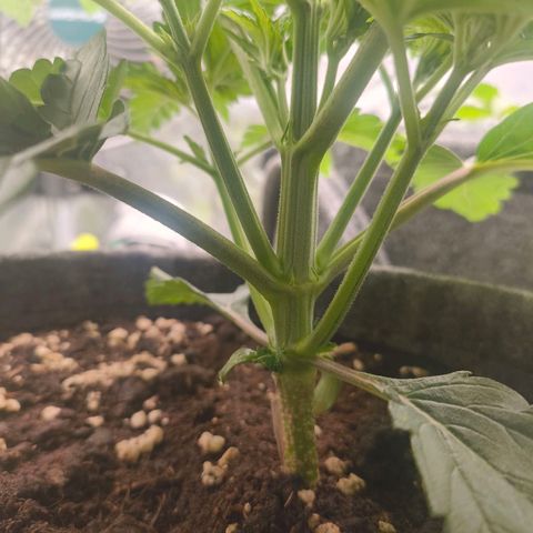 Purple Haze growlog timeline photo