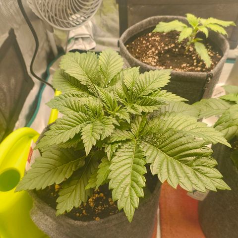 Purple Haze growlog timeline photo