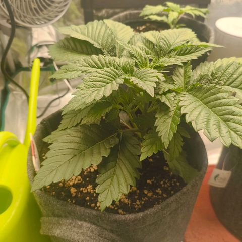 Purple Haze growlog timeline photo