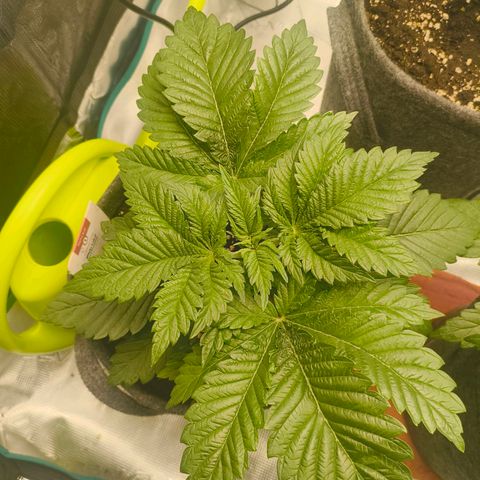 Purple Haze growlog timeline photo