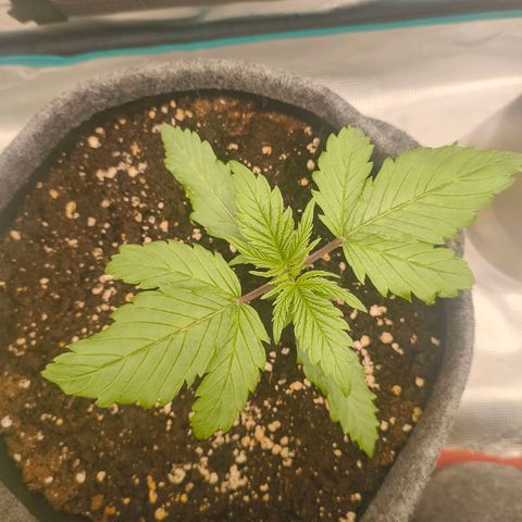 Unbekannter Strain growlog timeline photo