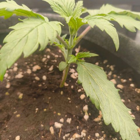 Unbekannter Strain growlog timeline photo