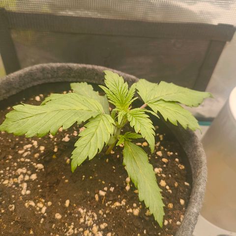 Unbekannter Strain growlog timeline photo