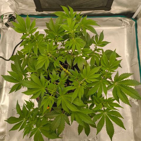Purple Haze growlog timeline photo