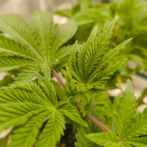 Purple Haze growlog timeline photo