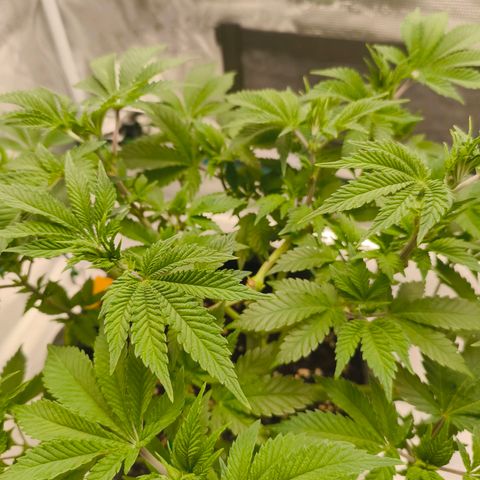 Purple Haze growlog timeline photo