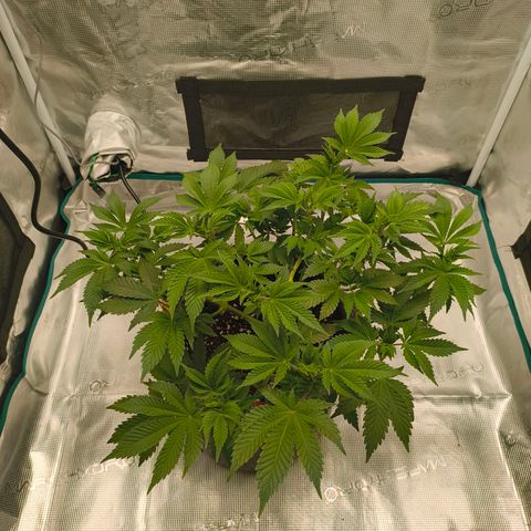 Purple Haze growlog timeline photo