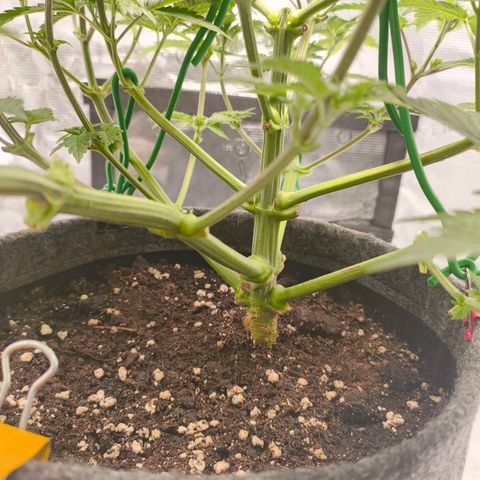 Purple Haze growlog timeline photo
