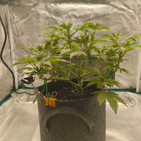 Purple Haze growlog timeline photo