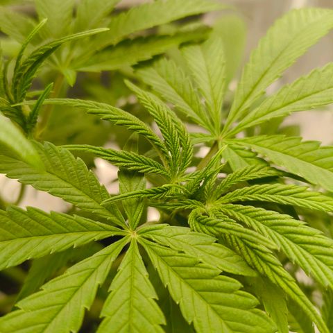 Sensi Amnesia growlog timeline photo