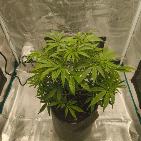 Sensi Amnesia growlog timeline photo