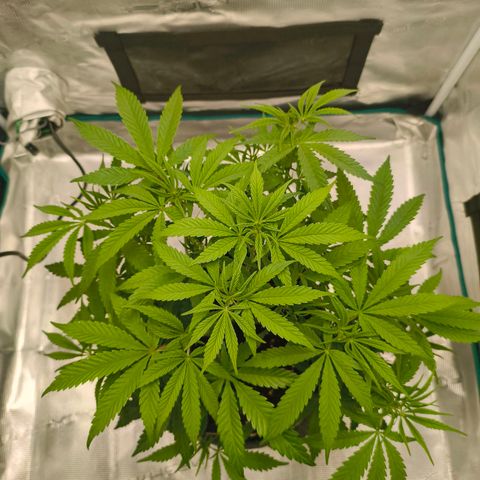 Sensi Amnesia growlog timeline photo