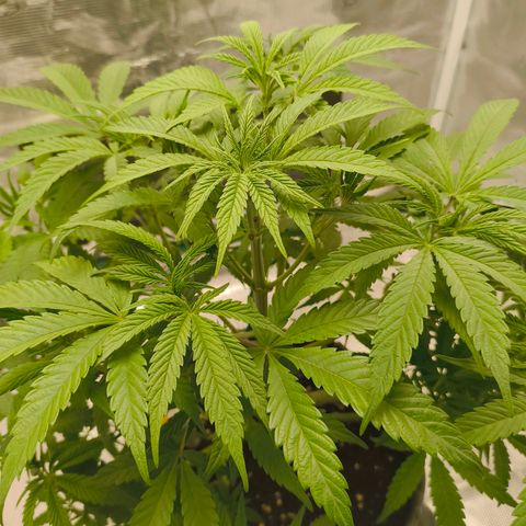 Sensi Amnesia growlog timeline photo