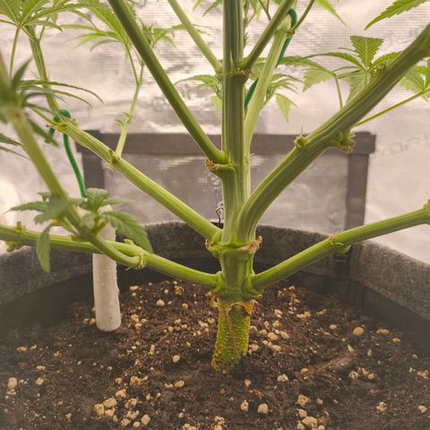 Sensi Amnesia growlog timeline photo