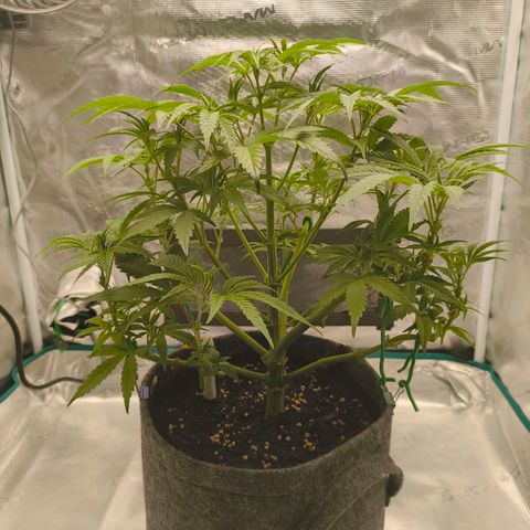 Sensi Amnesia growlog timeline photo