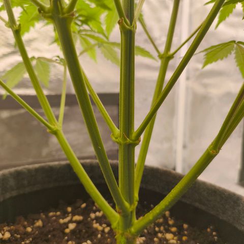 Unbekannter Strain growlog timeline photo