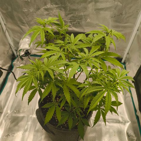 Unbekannter Strain growlog timeline photo