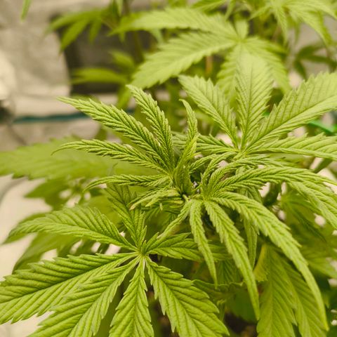 Unbekannter Strain growlog timeline photo